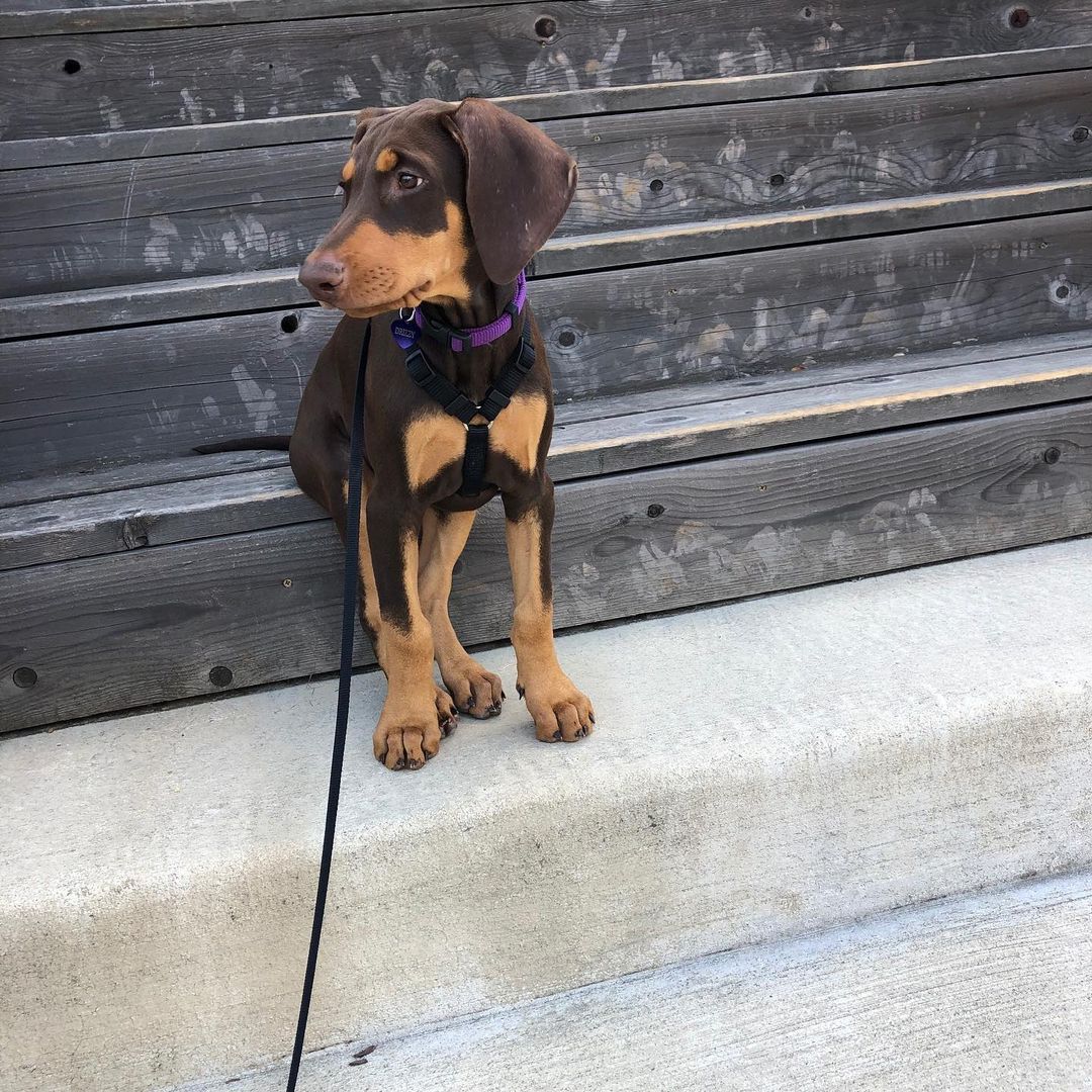 Daisy